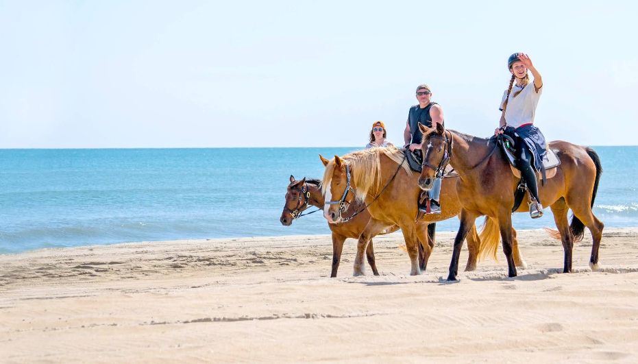  Equine Adventures 